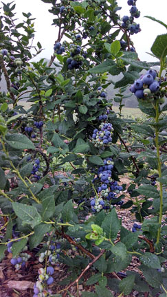 blueberries4sm